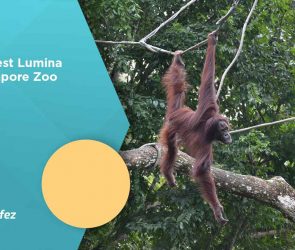 Rainforest Lumina at Singapore Zoo