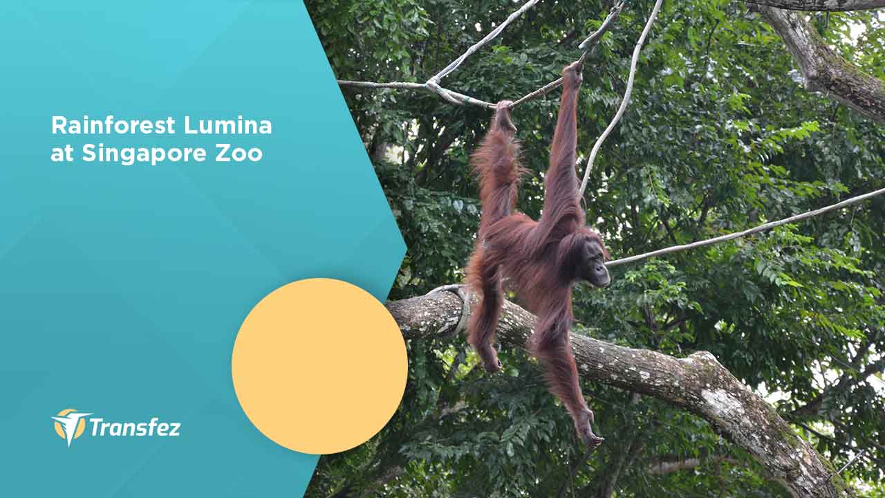 Rainforest Lumina at Singapore Zoo