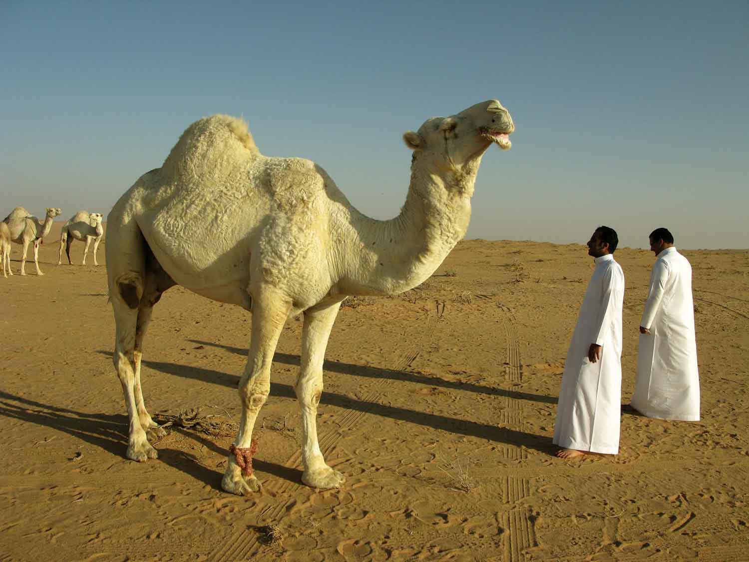 Lama Perjalanan dari Indonesia ke Mekkah dengan Pesawat